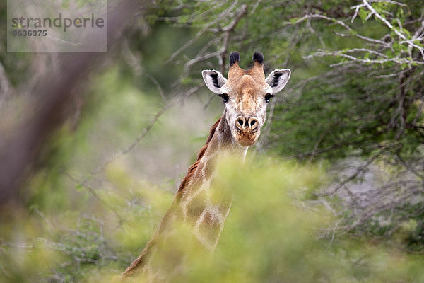 A young giraffe (Giraffa camelopardalis) peers from behind a tree