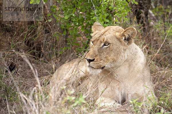 Lioness (Panthera leo) relaxing in a forest