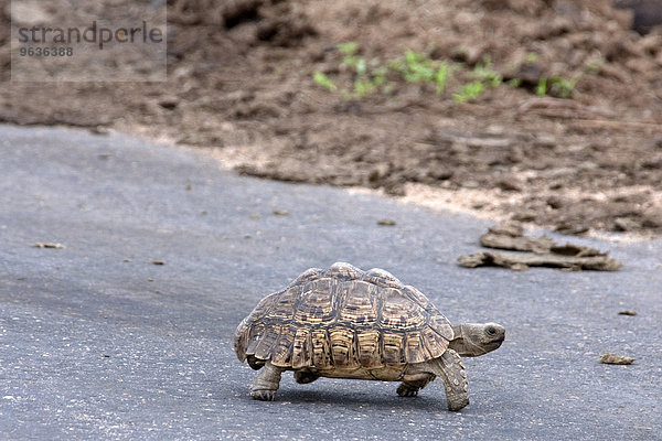 Tortoise (Testudinidae) walks slowly across the street