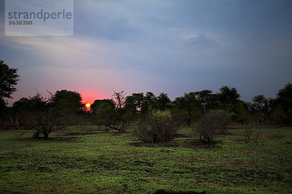 Sunrise behind trees in Kruger National Park