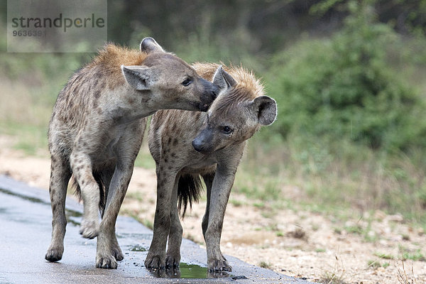 Two spotted hyenas standing on road