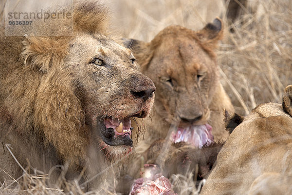 Lions (Panthera leo) eating its prey