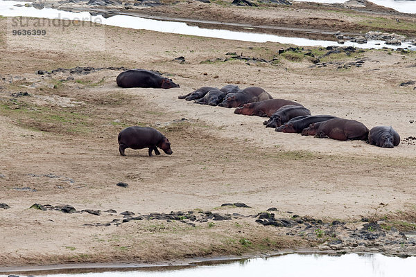 Group of hippopotamus (Hippopotamus amphibius) resting on riverbank