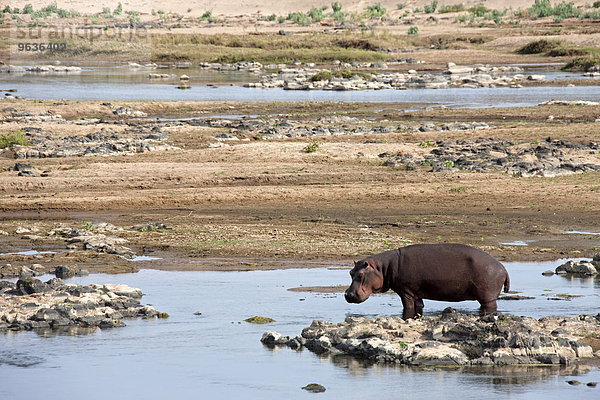 Hippopotamus (Hippopotamus amphibius) drinking water