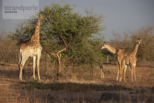 Giraffes (Giraffa camelopardalis)  eating leaves from tree