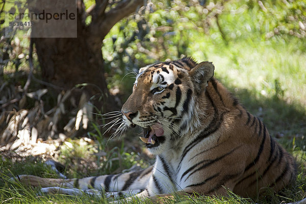 Snarling tiger (Panthera tigris) lies in the shadow
