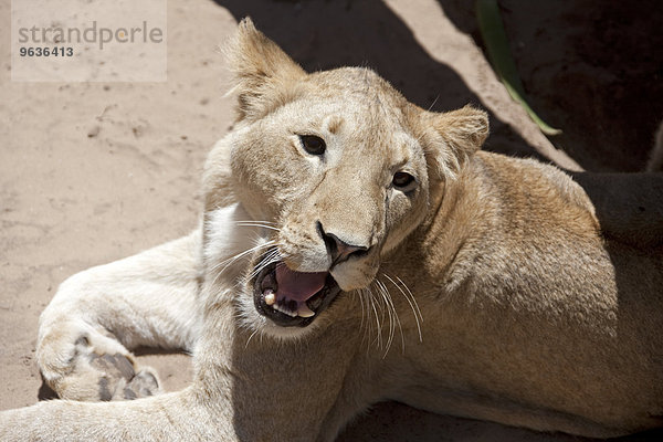 Portrait of a young lioness