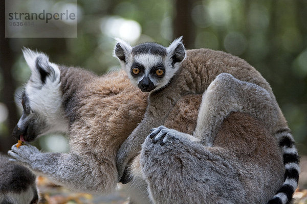 Ring-tailed Lemur (Lemur catta) with baby on back