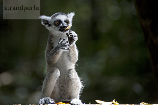 Ring tailed lemur eating