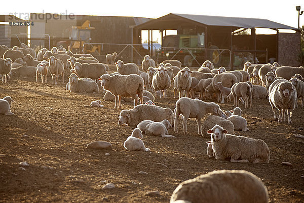 Flock of sheep (Ovis aries) in animal pen