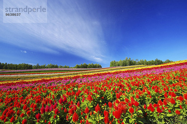 Hokkaido Japan