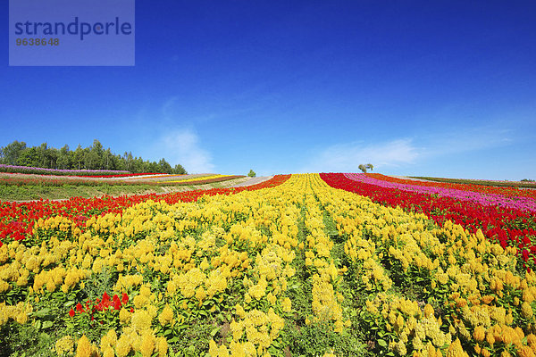 Hokkaido Japan