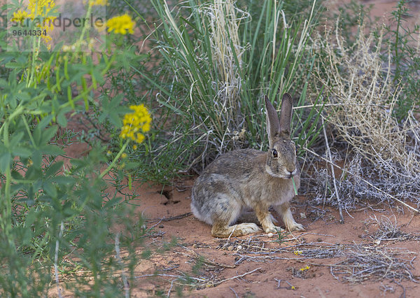 Audubon-Baumwollschwanzkaninchen (Sylvilagus audubonii)  Utah  USA  Nordamerika