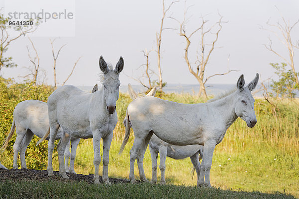Vier Österreich-ungarische Weiße Esel oder Barockesel  Nationalpark Neusiedler See  Seewinkel  Nordburgenland  Burgenland  Österreich  Europa
