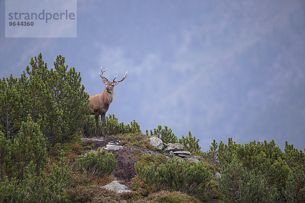 Rothirsch (Cervus elaphus)  Berghirsch  Stubaital  Tirol  Österreich  Europa