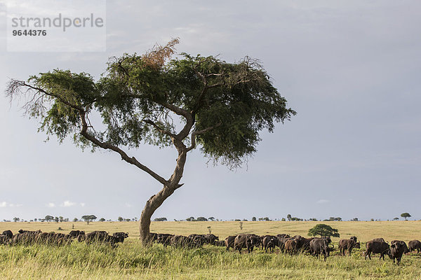 Herde der afrikanischen Büffel (Syncerus caffer) stand im Schatten  Murchison-Falls-Nationalpark  Uganda  Afrika