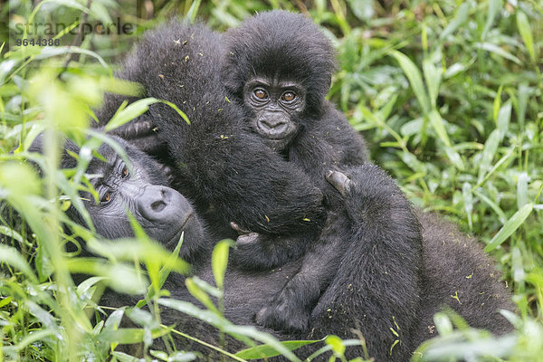 Berggorilla (Gorilla beringei beringei) der Nkuringo-Gruppe mit Jungtier  Bwindi-Impenetrable Forest-Nationalpark  Uganda  Afrika