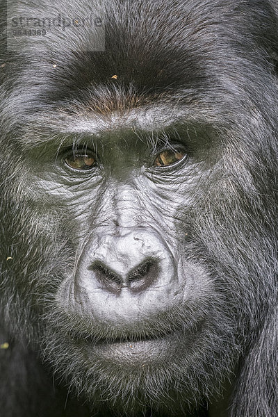 Berggorilla (Gorilla beringei beringei) der Nkuringo-Gruppe  Bwindi-Impenetrable Forest-Nationalpark  Uganda  Afrika