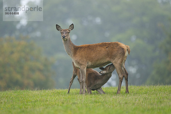 Rothirsch (Cervus elaphus)  Hirschkuh oder Rottier säugt älteres Kalb  captive  Niedersachsen  Deutschland  Europa