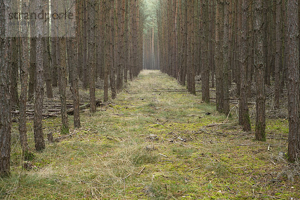 Waldkiefer oder Gemeine Kiefer (Pinus sylvestris)  Kiefern-Monokultur  Kiefern-Forst  Holzacker  Niedersachsen  Deutschland  Europa
