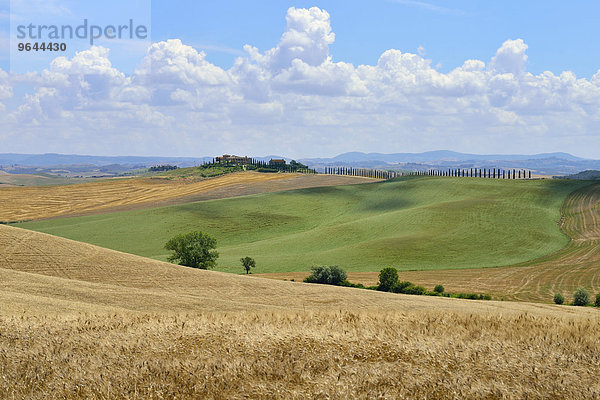 Hügelige Landschaft mit Getreidefeldern und Bauernhof  bei Murlo  Provinz Siena  Toskana  Italien  Europa
