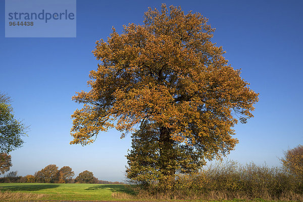 Großer Eichenbaum (Quercus) im Herbstlaub gegen blauen Himmel  Mecklenburg-Vorpommern  Deutschland  Europa