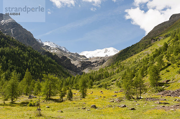 Suldental mit Suldenspitze  Cima di Solda  Nationalpark Stilfser Joch  Ortler-Alpen  bei Sulden  Solda  Trentino-Südtirol  Italien  Europa