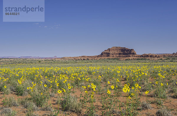 Prärie-Sonnenblumen (Helianthus petiolaris)  Needles Outpost  Canyonlands-Nationalpark  Moab  Utah