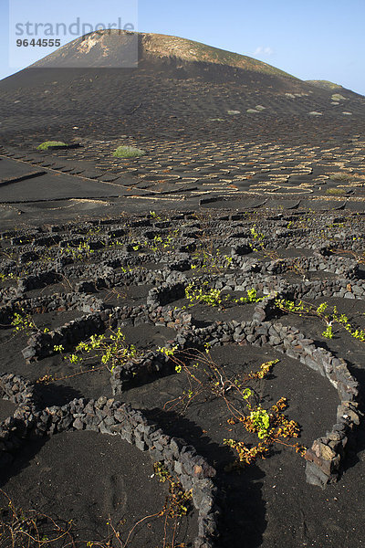 Weinstöcke mit Mauern aus Lavagestein umgeben  weltweit einzigartiger Weinanbau auf vulkanischer Asche in Trockenbaumethode  Weinanbaugebiet La Geria  Vulkanlandschaft  Lanzarote  Kanarische Inseln  Spanien  Europa