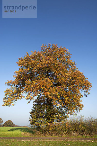 Großer Eichenbaum (Quercus) im Herbstlaub gegen blauen Himmel  Mecklenburg-Vorpommern  Deutschland  Europa