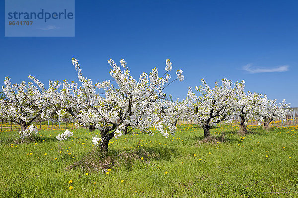 Blühende Kirschbäume (Prunus avium)  Südpfalz  Pfalz  Rheinland-Pfalz  Deutschland  Europa