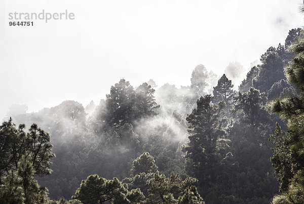 Nebel im Wald nach einem Regenschauer  La Palma  Kanarische Inseln  Spanien  Europa
