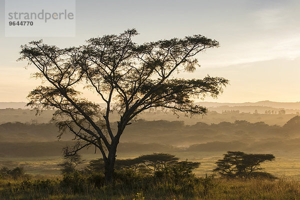 Landschaft im Morgennebel  Ishasha  Queen-Elizabeth-Nationalpark  Uganda  Afrika