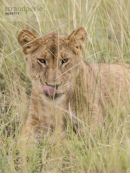 Löwe (Panthera leo)  Queen-Elizabeth-Nationalpark  Uganda  Afrika