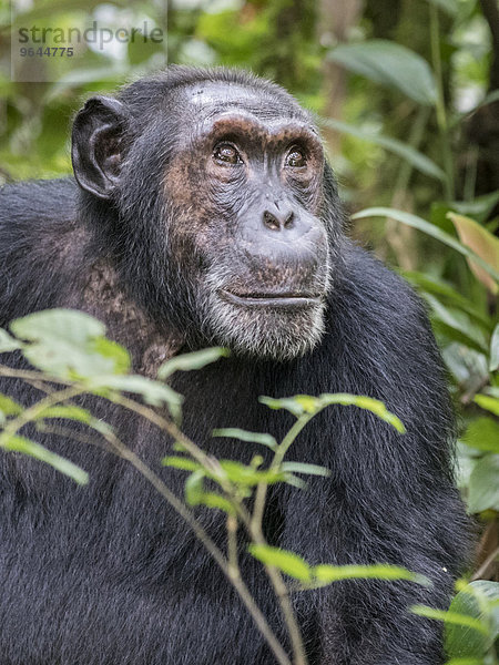Östlicher Schimpanse (Pan troglodytes schweinfurthii)  Kibale Forest  Uganda  Afrika