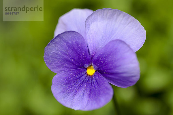 Hornveilchen (Viola cornuta)  Deutschland  Europa
