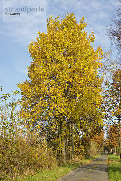 Herbstlich verfärbte Zitterpappeln (Populus tremula) an einem Weg  Niedersachsen  Deutschland  Europa