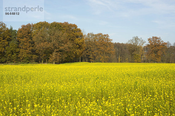 Weißer Senf (Sinapis alba)  gelb blühendes Feld im Herbst  Niedersachsen  Deutschland  Europa