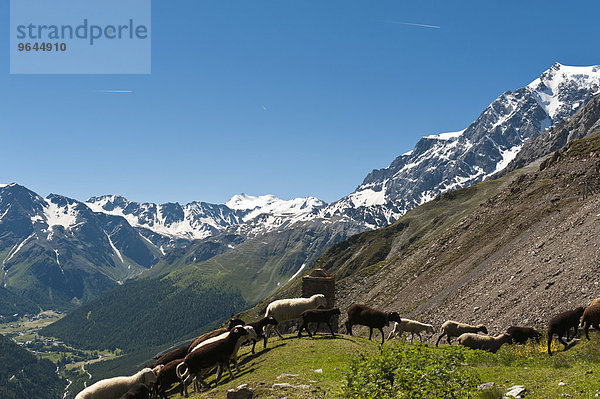 Schafherde zieht an Kreuz vorbei  Zumpanell  rechts Gipfel des Ortler  Ortles  3905 m  Ortler-Alpen  Nationalpark Stilfser Joch  bei Sulden  Solda  Trentino-Südtirol  Italien  Europa