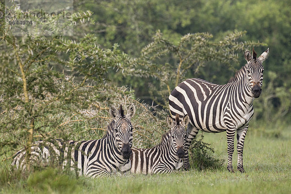 Steppenzebras (Equus quagga boehmi)  Lake-Mburo-Nationalpark  Uganda  Afrika