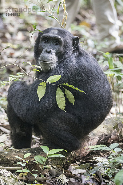 Östlicher Schimpanse (Pan troglodytes schweinfurthii)  Kibale Forest  Uganda  Afrika