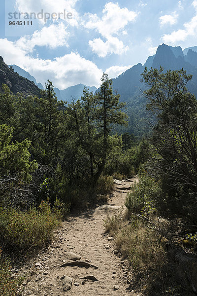 Berglandschaft  Wanderweg zum Refuge de Carrozzu  Kiefernwald Forêt de Bonifatu  Korsika  Frankreich  Europa