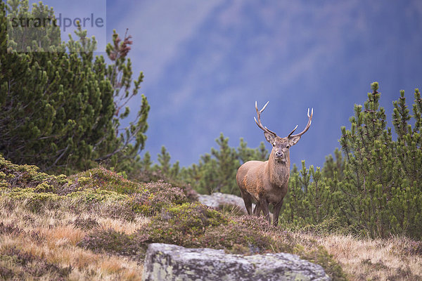 Rothirsch (Cervus elaphus)  Berghirsch  Stubaital  Tirol  Österreich  Europa