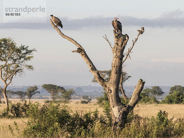 Weißrückengeier (Gyps africanus) und Ohrengeier (Torgos tracheliotus) sitzen auf einem abgestorbenen Baum  Ishasha  Queen-Elizabeth-Nationalpark  Uganda  Afrika