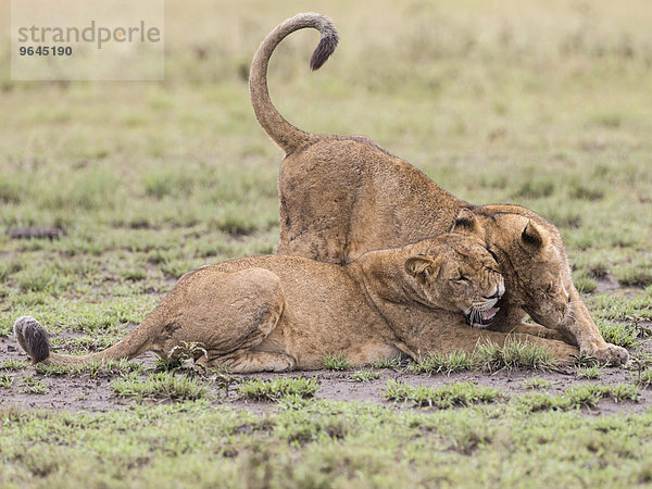 Löwen (Panthera leo)  Queen-Elizabeth-Nationalpark  Uganda  Afrika