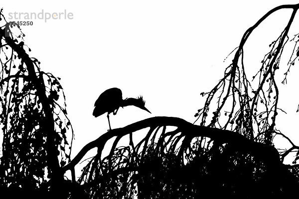 Graureiher (Ardea cinerea) bei Gefiederpflege auf einem Baum  Silhouette  Hessen  Deutschland  Europa
