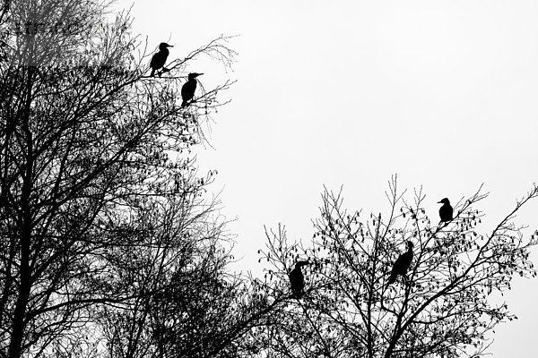 Kormorane (Phalacrocorax carbo) auf einem Baum  Silhouette  Hessen  Deutschland  Europa
