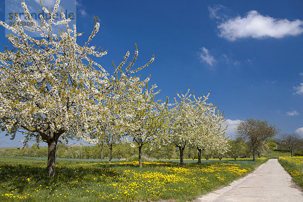Blühende Kirschbäume (Prunus avium) auf Löwenzahnwiese (Taraxacum officinale)  Südpfalz  Pfalz  Rheinland-Pfalz  Deutschland  Europa
