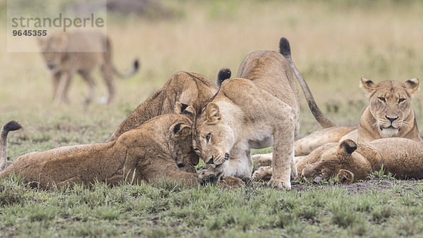 Löwen (Panthera leo)  Queen-Elizabeth-Nationalpark  Uganda  Afrika