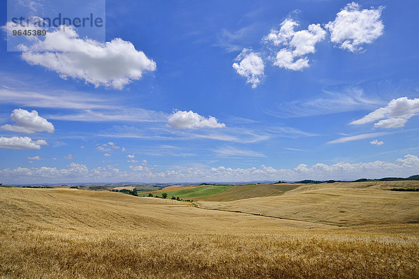 Hügelige Landschaft mit Getreidefeldern und Wolkenhimmel  bei Murlo  Provinz Siena  Toskana  Italien  Europa